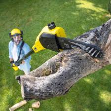 Best Tree and Shrub Care  in Lexington, VA
