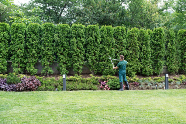Best Sod Installation  in Lexington, VA