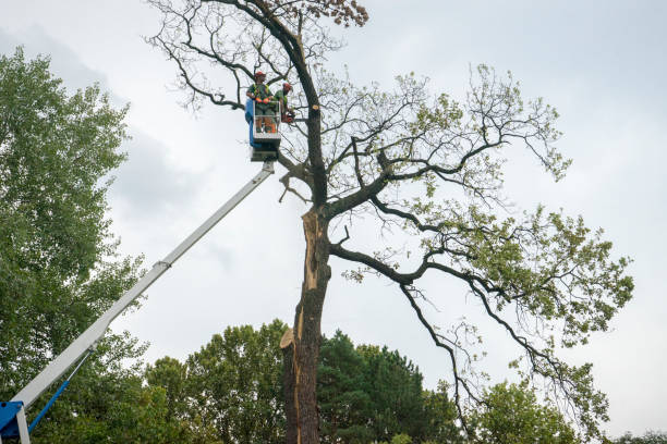 Best Tree Risk Assessment  in Lexington, VA