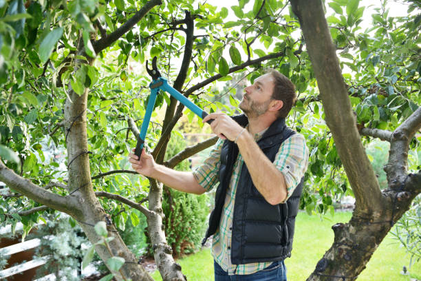 Best Pest Control for Lawns  in Lexington, VA